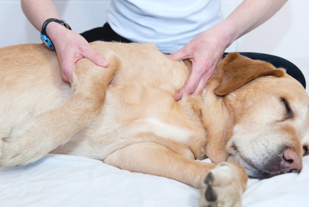 masajes-para-perros-residencia-canina